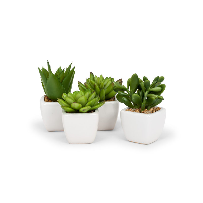 Ensemble de 4 petites plantes