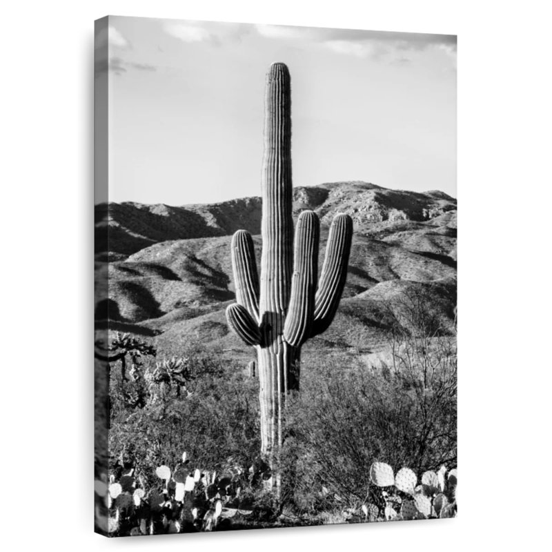 Harnek Black Arizona - Giant Cactus I, 12" H x 8" W