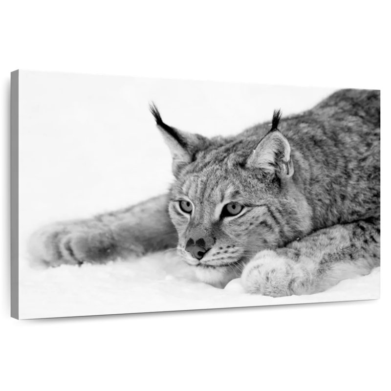 Brampt Lynx BW, 16" H x 24" W