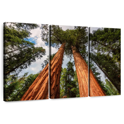 Harnek Amazing Giant Sequoias