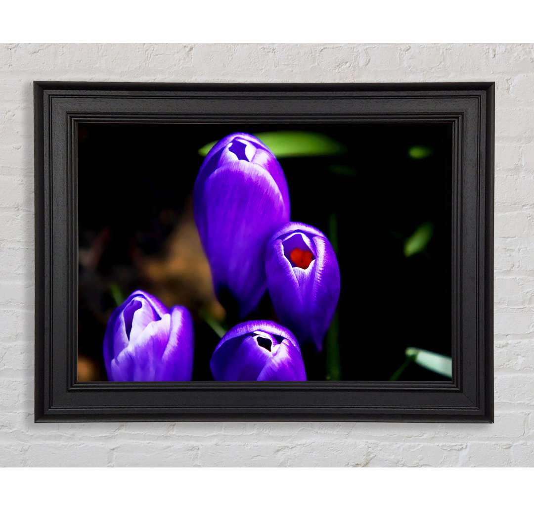 Gerahmter Kunstdruck Purple Crocus Delight