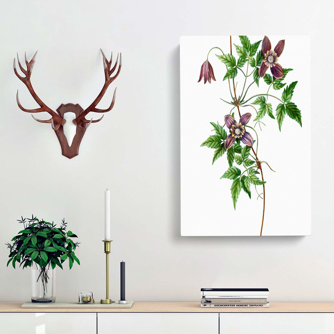Alpine Clematis Flowers - Wrapped Canvas
