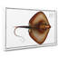 Stingray by M.E. Bloch - Wrapped Canvas-55318799