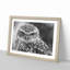 Little Owl - Picture Frame Graphic Art Print-56860004-56860010