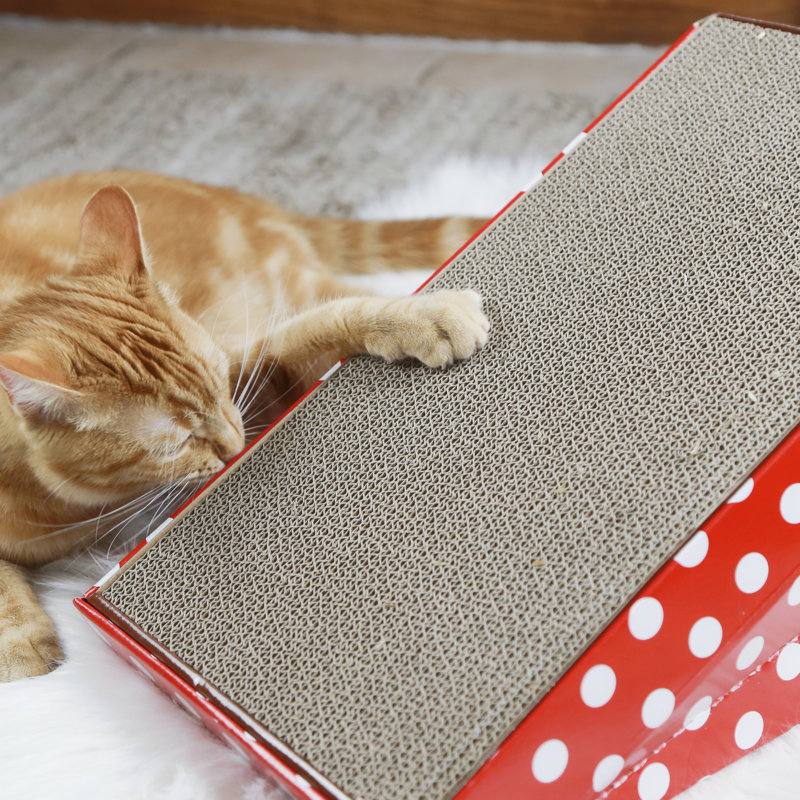 Elijah Scratching Post
