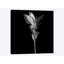 « curcuma iii, b&w » par magda indigo, impression sur toile-31920096-73555380-73555385