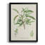 Amande antique botanique III-88436833-88436836
