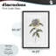 Camellia Flower Illustration, reproduction encadrée sous verre, conception de Cecilia Battaini-431695592-431695591