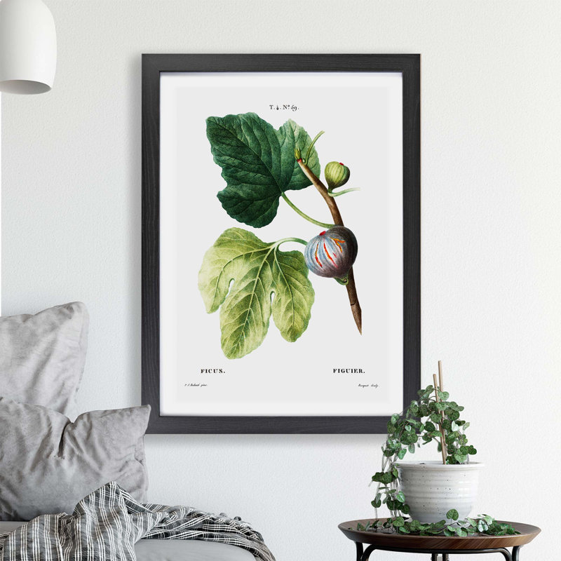 Fig Tree by Pierre-Joseph Redoute - Single Picture Frame Painting, Black, 45cm H x 63cm W x 2cm D