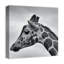 Girafe, reproduction d'art sur toile-1284843117