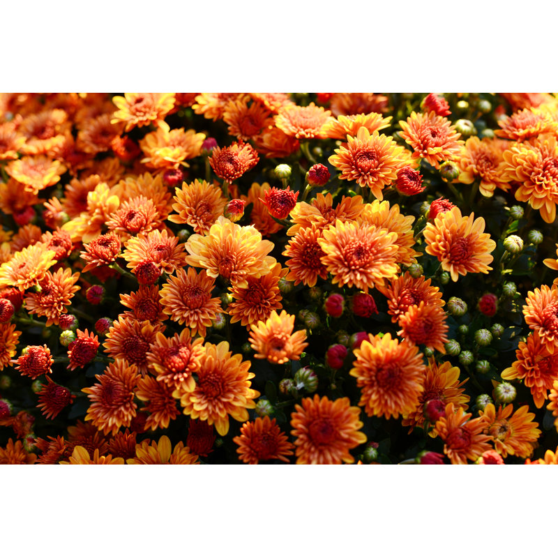Chrysanthemums In Autumn - Wrapped Canvas Print, 81cm H x 122cm W x 3.8cm D