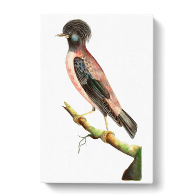 Rose Ouzel Bird by George Shaw - Wrapped Canvas