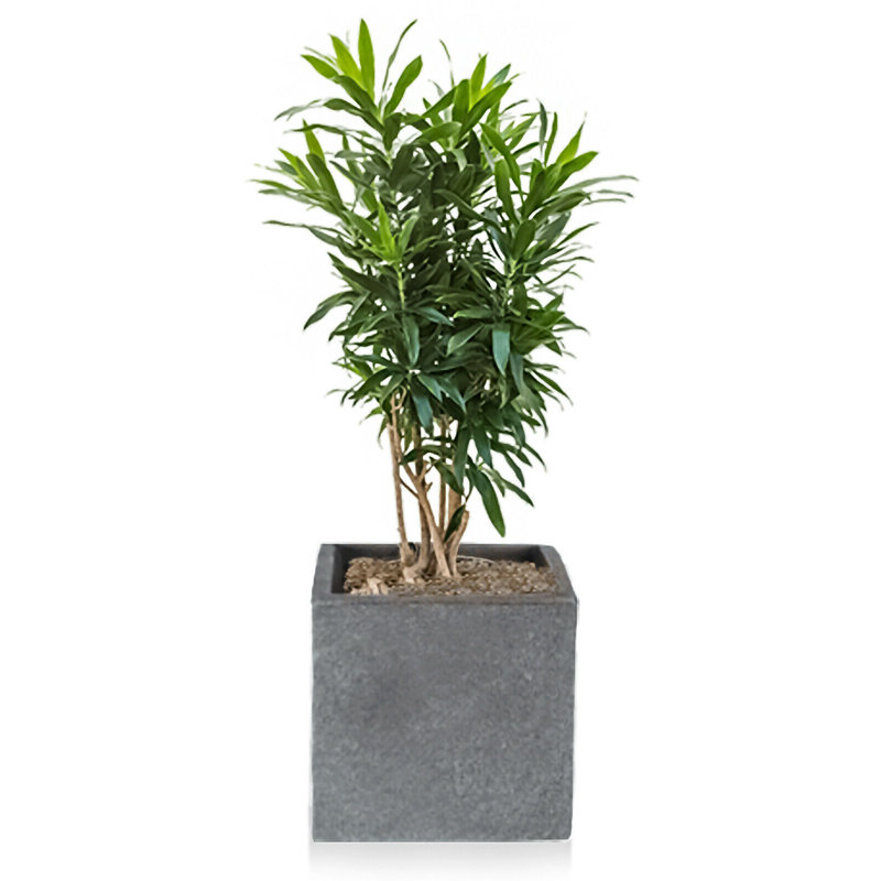 Herlaug Planter