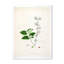 Vintage Botanicals XV - peinture sur toile-59815060-59815055