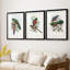 Gould Tropical Birds I - Impression personnalisée de qualité supérieure avec cadre mat - 3 pièces-1256357243