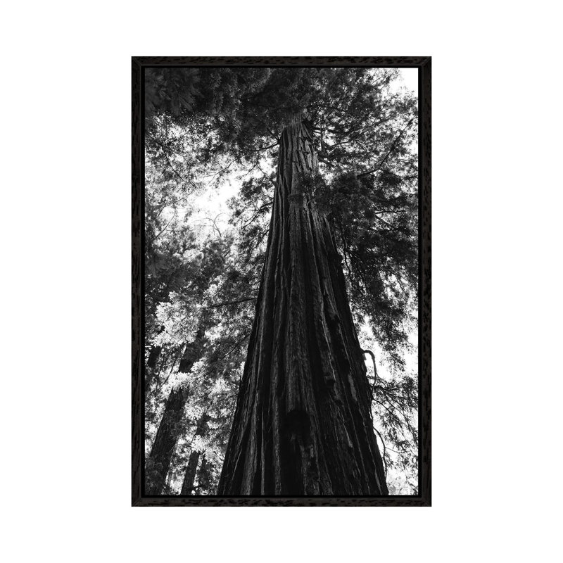 Redwood Forest XVI by Bethany Young - Print on Canvas, 66.04cm H x 45.72cm W x 3.81cm D, Black Framed