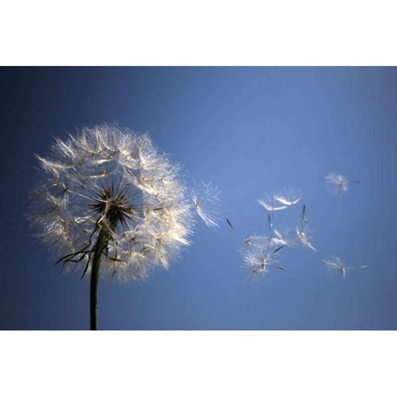 Dandelion by Safakoguz - Wrapped Canvas Print, 30cm H x 46cm W x 3.8cm D