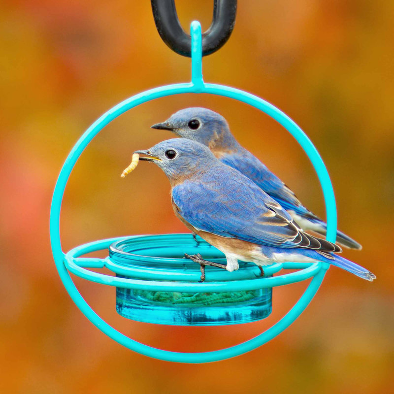 Hanging Tray Bird Feeder, Aqua Blue