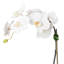 Arrangement floral orchidée en pot-70050655