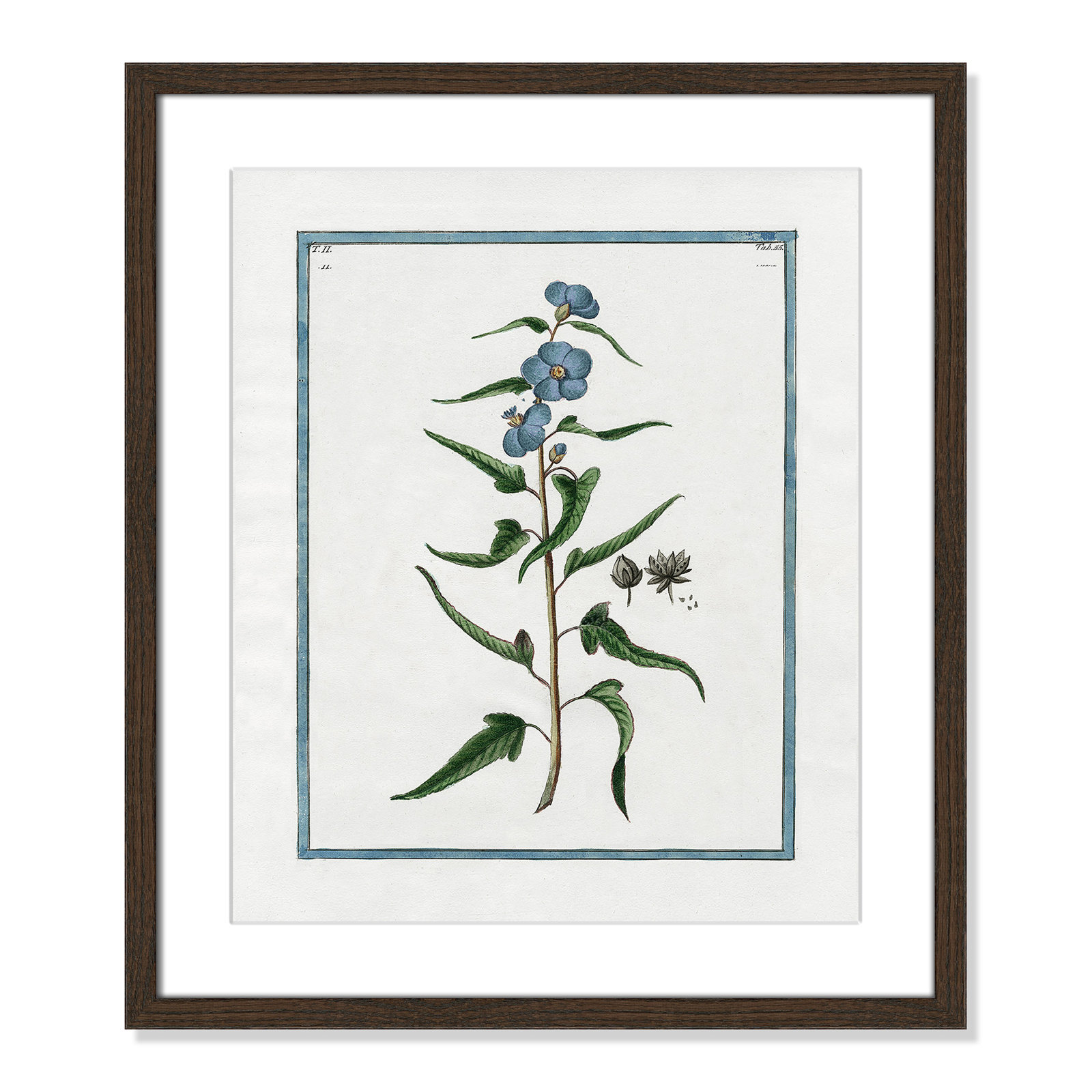 Colombe "Shabby Elegance Botanical I" Print, 16" W x 19" H, Walnut Framed
