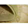 Moore Oriental Indoor Rug