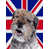Border Terrier (Gray)