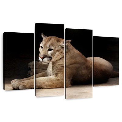 Lounging Puma