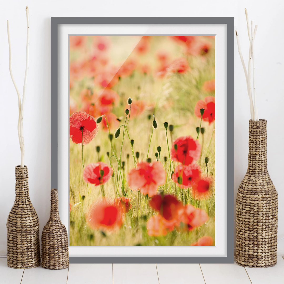 Gerahmtes Poster Sommerliche Mohnblumen