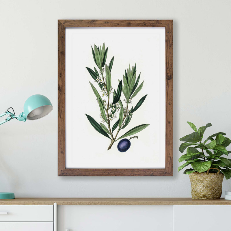 Olive Tree Flowers Illustration - Framed Print, Walnut, 45cm H x 63cm W x 2cm D