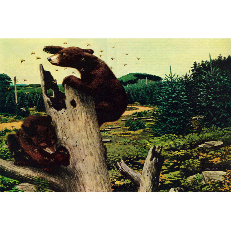 Honey Bears 1 Piece Wrapped Canvas Painting, 30cm H x 45cm W