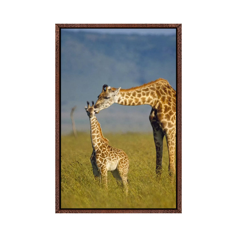 Masai Giraffe Mother And Young, Kenya I by Tim Fitzharris - Floater Frame Gallery-Wrapped Canvas Giclée on Canvas, Brown