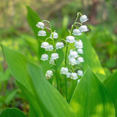 Lovely Lily of the Valley - 8 Bulbs - Fragrant Petite White Flowers Attracts Butterflies, Bees & Hummingbirds