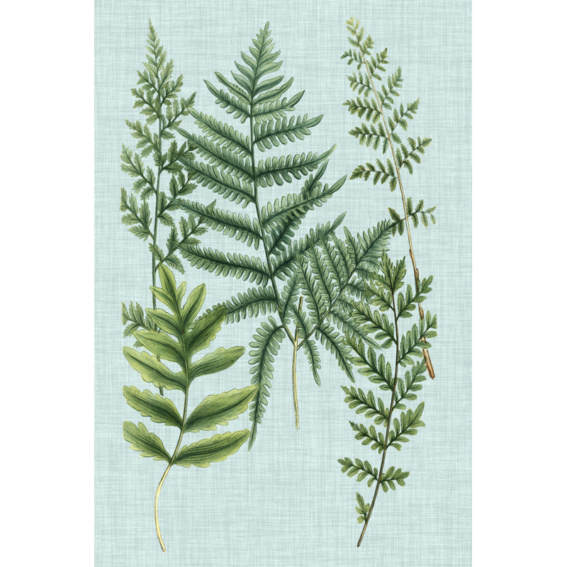 'Spa Ferns I' by Weinmann - Wrapped Canvas Graphic Art Print, 76cm H x 51cm W, Wrapped Canvas