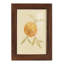 «Dappled Oranges II» - reproduction d'un seul cadre photo-4095045-4095052