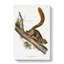 Red-tailed Squirrel by J.W. Audubon - Wrapped Canvas-55340793