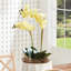Orchidée Phalaenopsis - 23 po, jaune