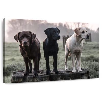 Brampt Labrador Dogs
