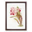 Magnolia Flowers Illustration Tab. 12 by Frederick Sander - Picture Frame Painting Print-55759113-55759115
