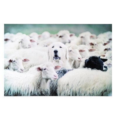 " Good Shepherd Dog With Sheep "