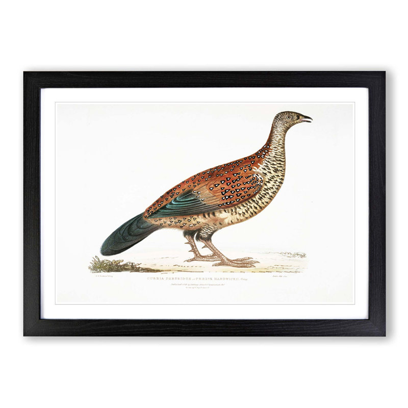 Curria Partridge Illustration by John Edward Gray - Framed Print, Black Framed, 27cm H x 36cm W x 2cm D