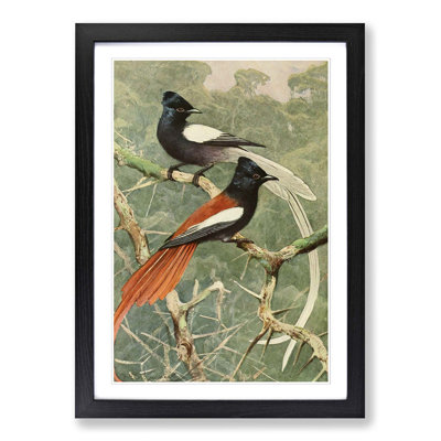 Vintage Birds of Paradise by Wilhelm Kuhnert - Framed Print