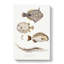 Selection Of Fish by John Edward Gray - Wrapped Canvas-55318086
