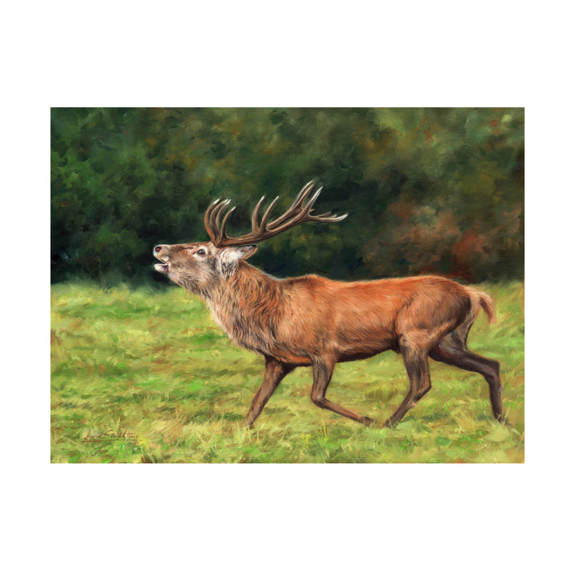 «David Stribble Red Deer Stag», art sur toile, H 35 po x l 47 po