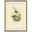 Accentor Modularis Painting