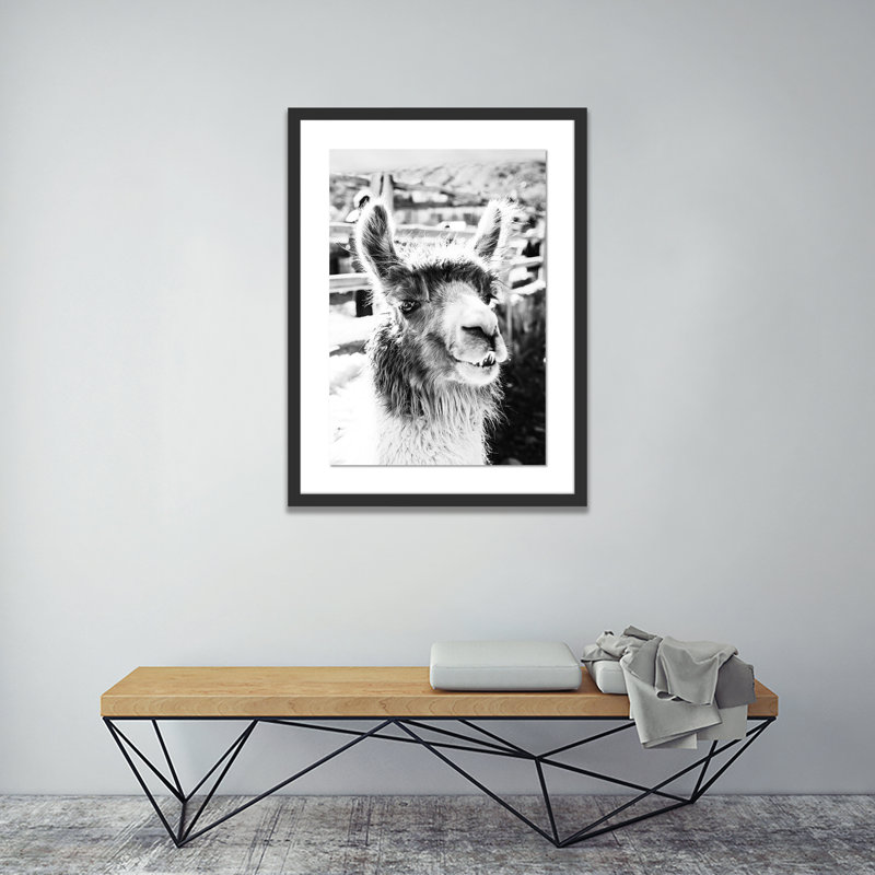 Llama Color Print by Erica Singleton, 40" H x 29" W x 2.5" D, Black