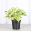 Live Marble Queen Pothos Plant-49662260