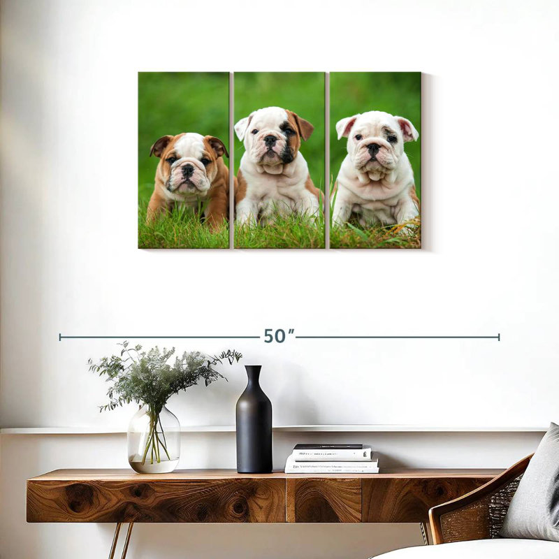 Chiots bouledogue anglais, H 20 po x l 33 po