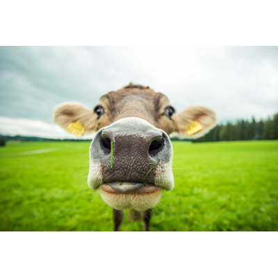 Cows by Jotily - Wrapped Canvas Print