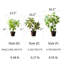 Mini plante verte en pot