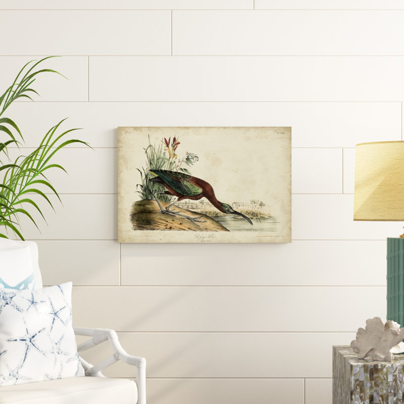 Brillant ibis, H 20 po x l 30 po x P 1,25 po
